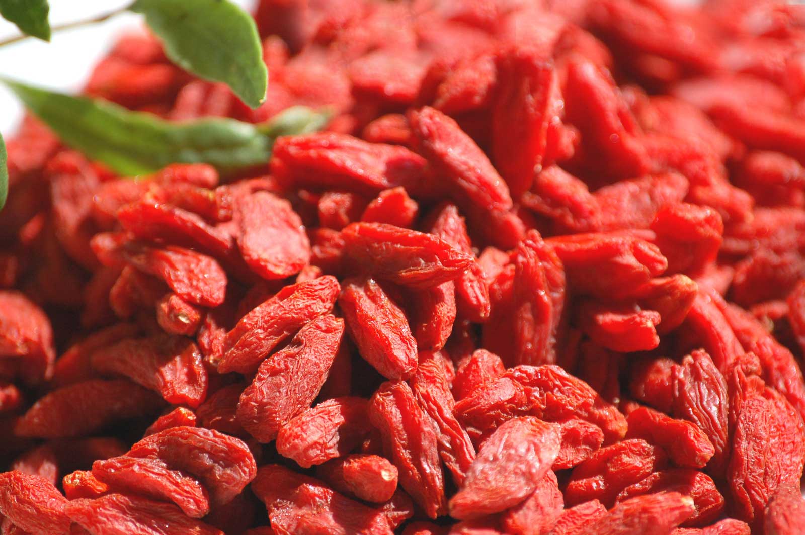 bienfait des baies de goji