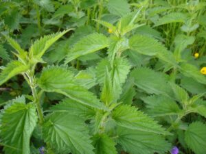 bienfaits ortie santé