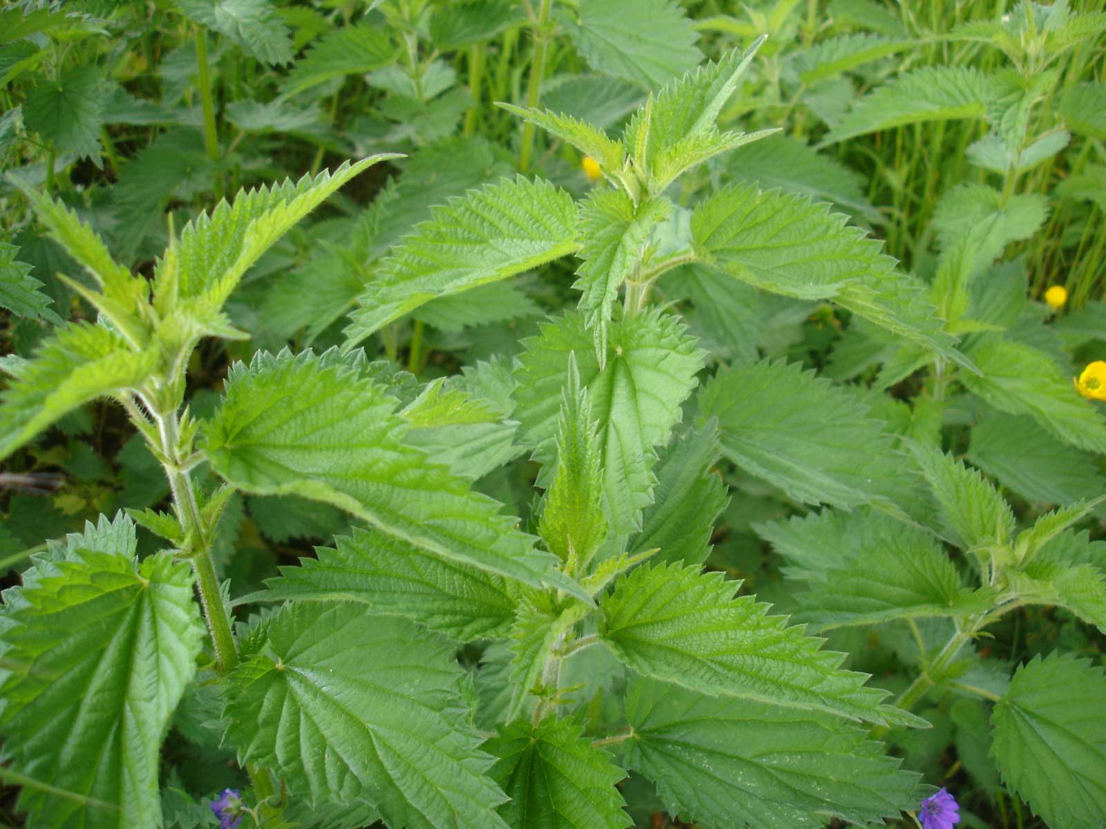 bienfaits ortie santé