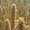 psyllium bienfaits