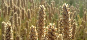 psyllium bienfaits